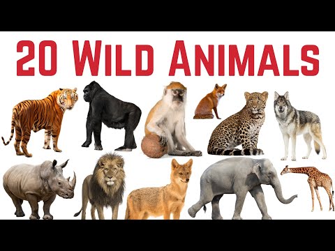 जंगली जानवर के नाम सीखे बच्चों के लिए | Learn 20 Wild Animals Name for kids