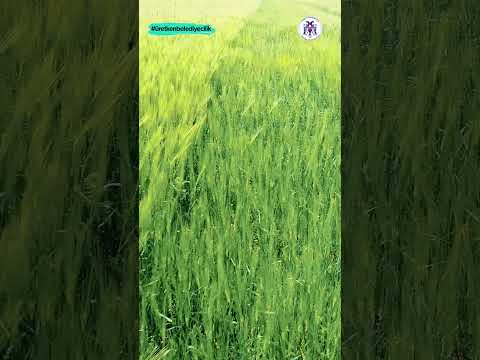 Erzincan Belediyesi olarak 500 Dekarlık arazide ekim yaparak toprağa hayat veriyoruz. 19.06.2023