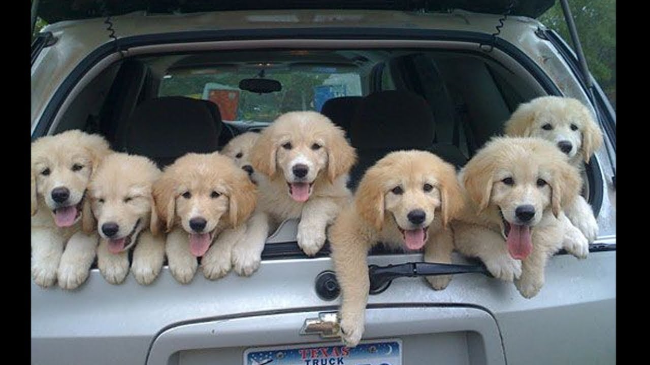 Funny and Cute Golden Retriever Puppies Compilation #3 - Cutest Golden Retriever