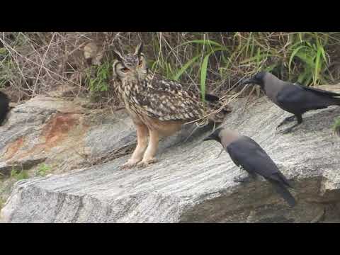 Curious Crow and Furious Rock Eagle Owl