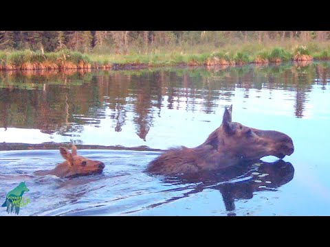 Wildlife at a remote beaver pond in a national park