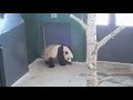 Panda growling / making noise - Ähtäri Zoo 16.03.2018