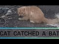 Cat Catches A Bat