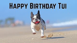 Tui's Birthday - My little French Bulldog