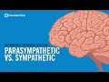 The Autonomic Nervous System Sympathetic Vs Parasympathetic Explained