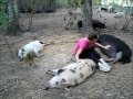 Pigs LOVE Belly Rubs Prissy And Bomber Show