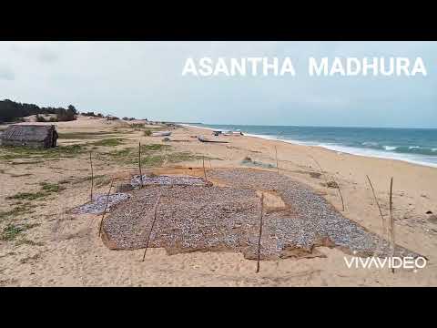 JAFFNA P.P.D MANATKAADU BEACH IN  SRILANKA