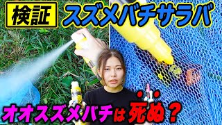 【疑惑を再検証！】スズメバチサラバでオオスズメバチは死ぬのか！？