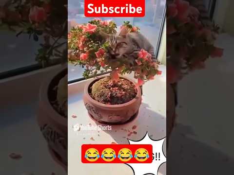 Beautiful cats 😻#so funny cats #yt_shorts #cat lovers #cute 🐈🐈‍⬛💞