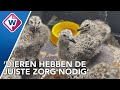 Brandstofprijzen hakken erin bij dierenambulance in Leiden - OMROEP WEST