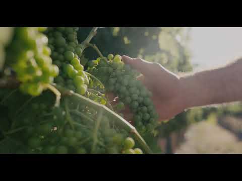 2019 Delray Beach Open by VITACOST.com: Raeburn Winery