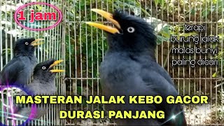 Download lagu WOW ‼️ MASTERAN JALAK KEBO GACOR FULL ISIAN MEWAH BIKIN JALAK MUDA IKUT NYAUT mp3 Download lagu WOW ‼️ MASTERAN JALAK KEBO GACOR FULL ISIAN MEWAH BIKIN JALAK MUDA IKUT NYAUT mp3