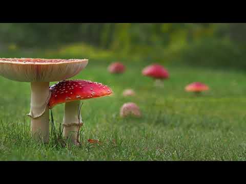 Auf der Märchenwiese (Walzer)