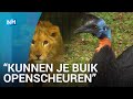 Hoe train je een levensgevaarlijke loopvogel?
