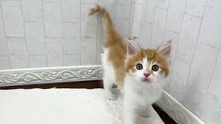 ノルウェージャンフォレストキャットの動画01