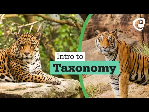 Introduction to Taxonomy