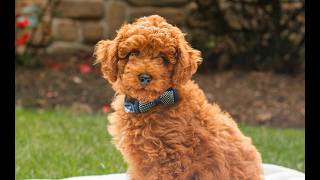 Video preview image #1 Poodle (Toy) Puppy For Sale in NEW HOLLAND, PA, USA