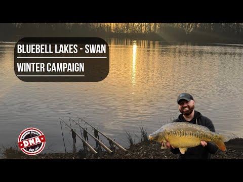BLUEBELL LAKES || SWAN || MALLARD || WINTER CARP FISHING 2026