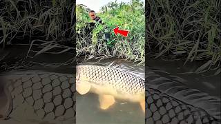 Download lagu Bersembunyi di semak-semak, ada ikan besar lewat langsung di sergap. #fish #bigfish #shorts mp3