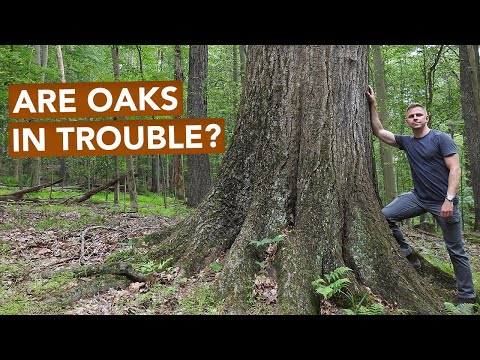 Are Oaks In Trouble?