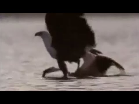 Eagle vs Flamingos | BBC Studios