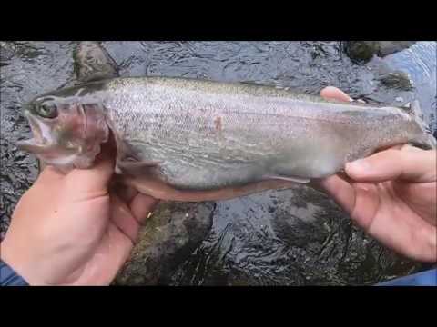 Markus Kalassa - Jokikalastus 2020 Lestijoki heinäkuun ensimmäinen viikonloppu