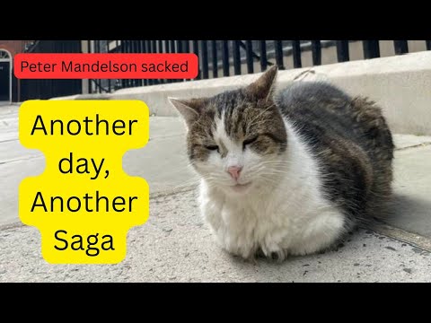 Larry, the Downing Street Cat - Mandelson sacked