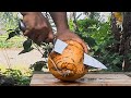 Satisfying ASMR Easiest Way To Open Coconut With A Knife