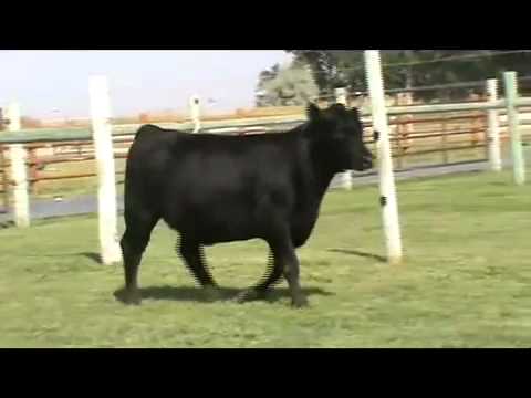 Lot 31A Riverbend Blackcap Y765.mov