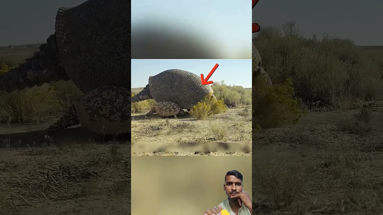 kabirul Khan WhatsApp status #nxt1up #animals #nxt1up #animals #comedymusic #comedymusic #wildlife