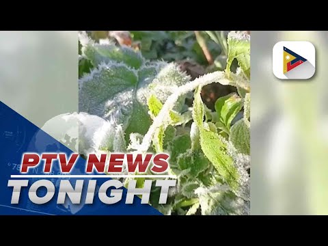 Frost covers crops in Atok, Benguet anew; lowest temp recorded at 7°C