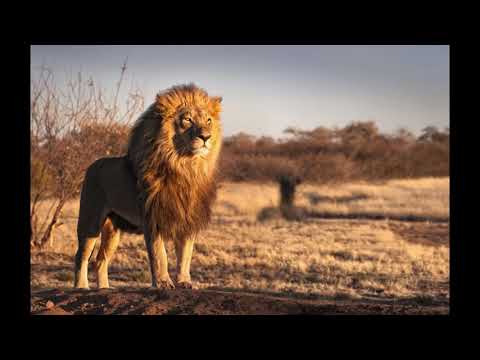 MrPicklz - Old Skool Jungle Mix ('94/95)