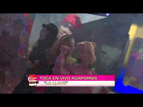 La cocina del show - Increíble show de Agapornis