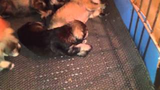 FOR SALE - Mini Schnauzer (18 days old) - Mr.Dzung ( 84) 0932116628.