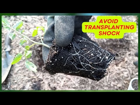 , title : 'My Top 5 Secrets To Successful Transplanting Hydroponic Tomato To Soil Garden | DIY Hydroponics'
