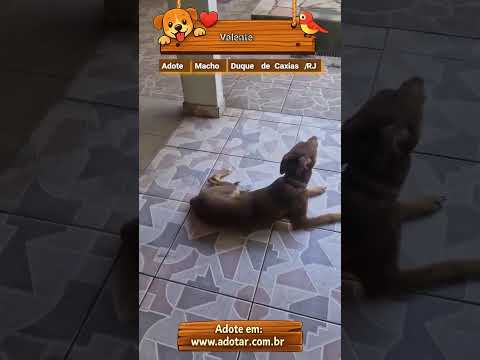 Vídeo de Valente