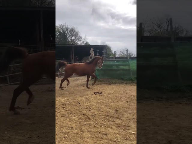 cheval,cso,cce