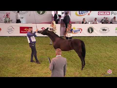 N 75 EKSPANDOR   2020 PRIDE OF POLAND   42nd Arabian Horse National Show   Yearling Colts Class 4B