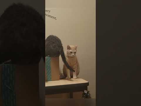 RAW UNCUT TRUTH OF DR MARTY CAT FOOD