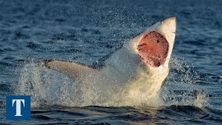 10 Strange Things Swallowed By a Shark