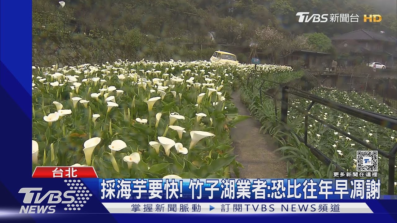 採海芋要快！　竹子湖業者：恐比往年早凋謝