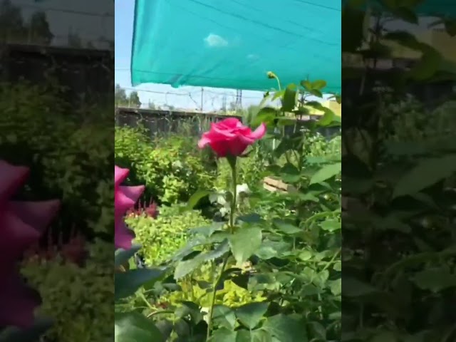 Стандарт поставки видео №1 Роза штамбовая Аква Стандарт поставки видео №1 Роза штамбовая Аква