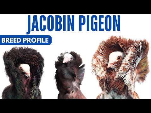 Jacobin Pigeon — breed profile, history