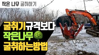 수목 굴취기 규격보다 작은 나무 굴취하는 요령 | 나무대장