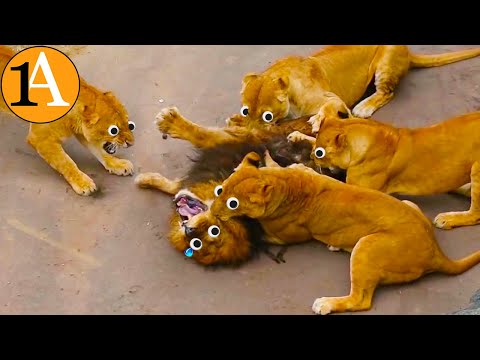 Diese "sozialen" Tiere machen selbst vor ihrer eigenen Art nicht halt