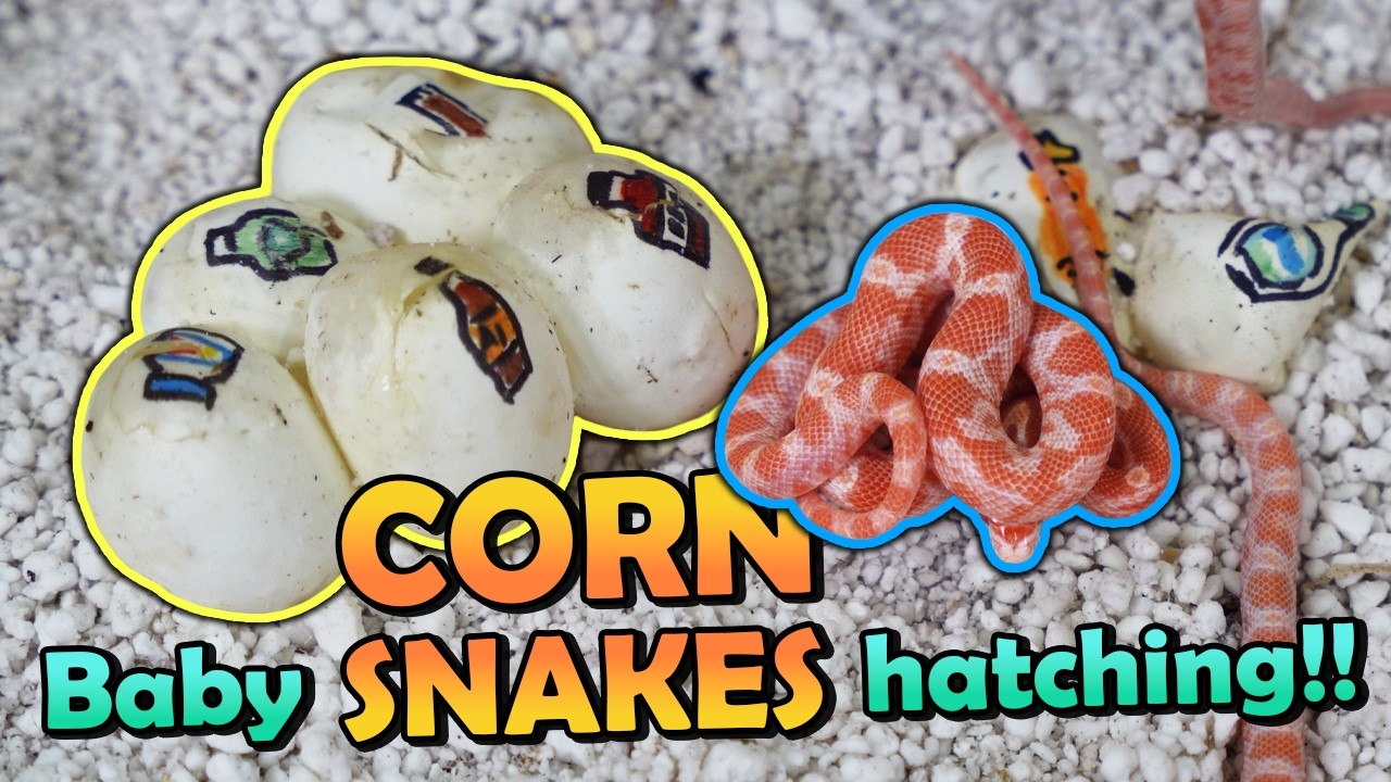 Albino Corn Snakes Hatching! But are any Diffused...?