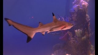 Tecnópolis consolida el espacio de propuestas participativas