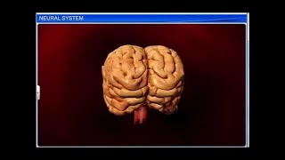 CBSE Class 11 Biology || Neural System