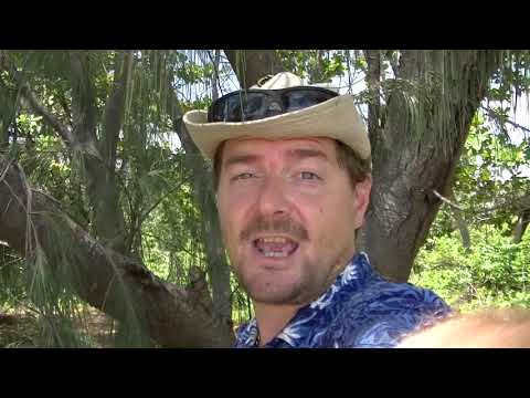 Sheoak - Casuarina equisetifolia