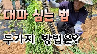 대파 쉽게 심는법 두가지 방법 ?  대파심는 시기 대파 재배법